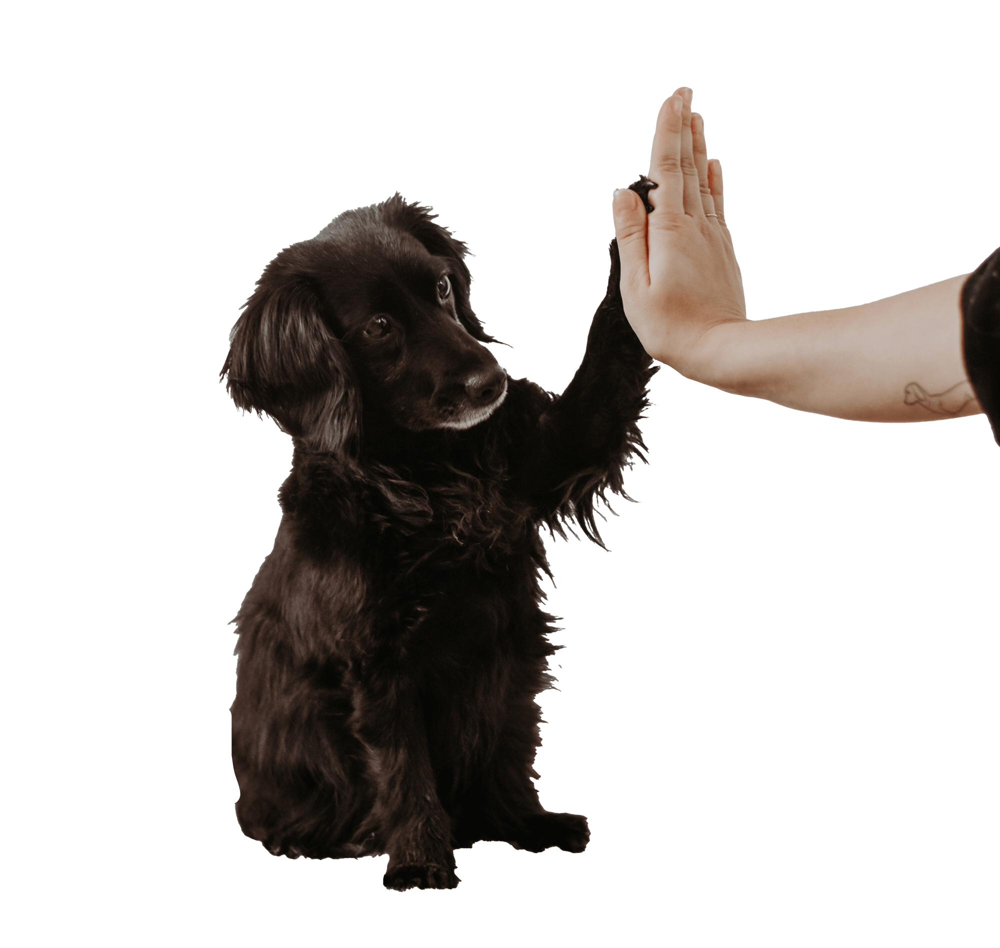 Markiesje Hund Hight Five gebend, Menschen Hand von rechts kommend