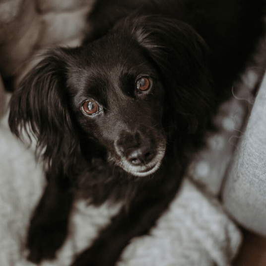 Frieda