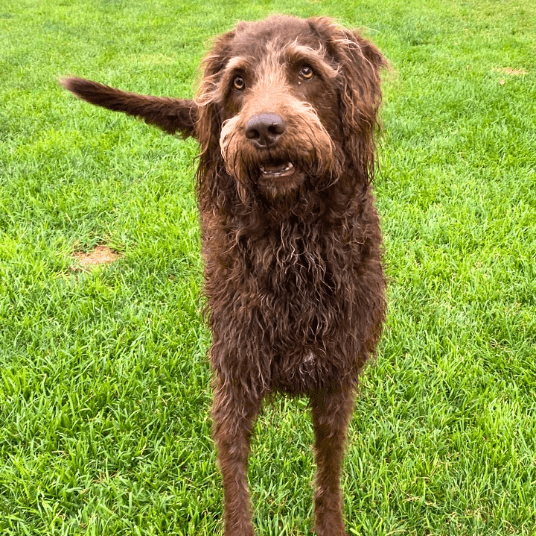 Teddy